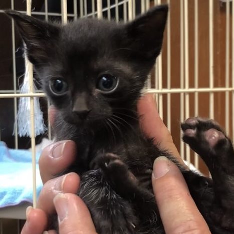 保護犬 保護猫 里親募集 セカンドチャンス京都